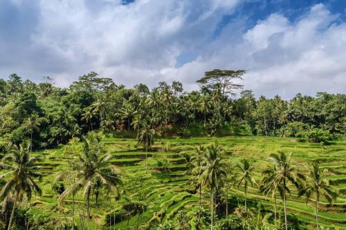 Ubud - Kintamani Fullday Tour - 6