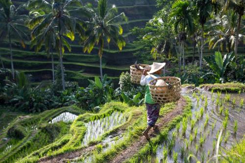 Ubud - Kintamani Fullday Tour - 7