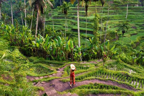 Ubud - Kintamani Fullday Tour - 8