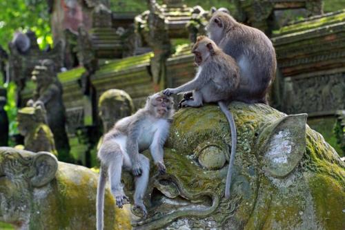 Ubud, Art & Cultural Tour - 7