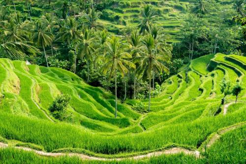 Ubud, Art & Cultural Tour - 8