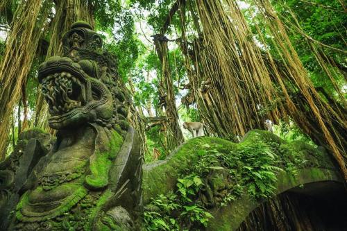 Ubud, Art & Cultural Tour - 4