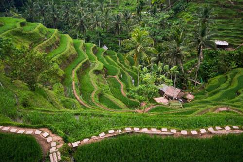 Ubud, Art & Cultural Tour - 10