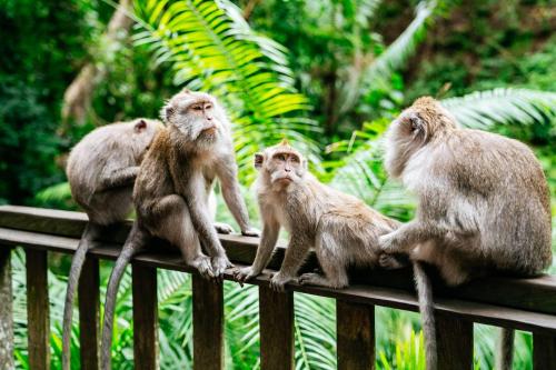 Ubud, Art & Cultural Tour - 6