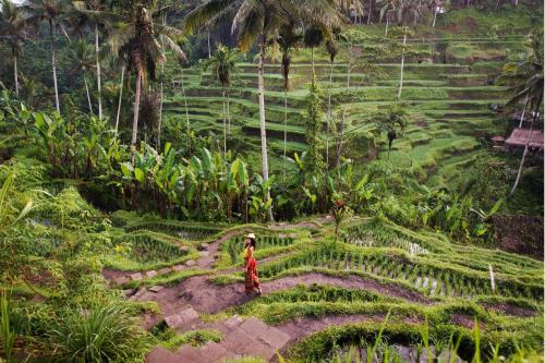 Kintamani, Cultural  & Natural Marvels - 4