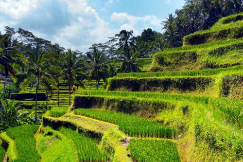 Kintamani, Cultural  & Natural Marvels - 2