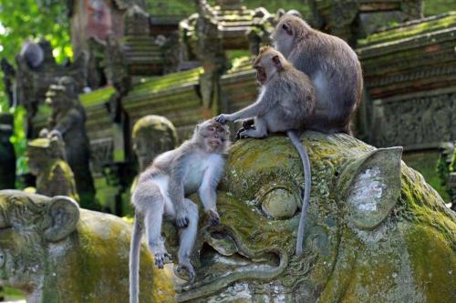 Bedugul & Natural Treasures - 3