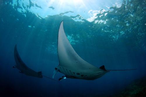 2 Days Nusa Penida Tour with Snorkeling - 9