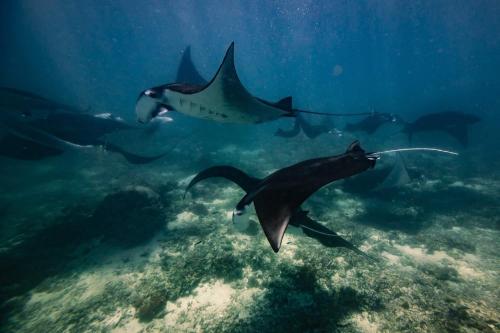 Nusa Penida Diving Package from Bali - 7