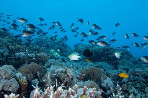 Nusa Penida Diving Package from Bali - 6