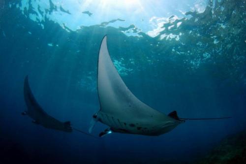 Snorkeling Privat ke Spot Manta Point - 3