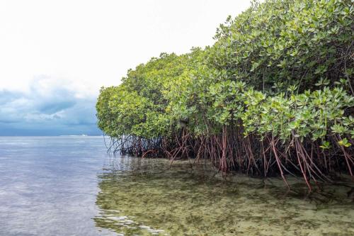 Sharing Catamaran Cruise by Aneecha - 6