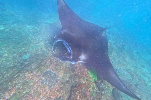 Snorkeling Private ke Manta Bay Nusa Penida - 8