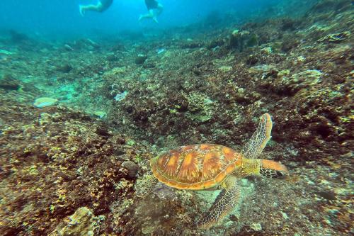 Snorkeling Private ke Manta Bay Nusa Penida - 12