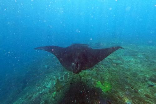 Snorkeling Private ke Manta Bay Nusa Penida - 7