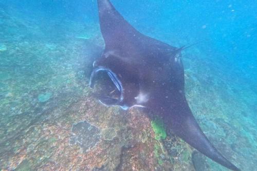 Dari Bali: Trip Snorkeling ke Nusa Penida - 2
