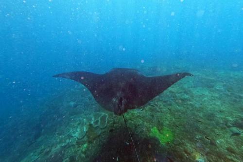 Dari Bali: Trip Snorkeling ke Nusa Penida - 15