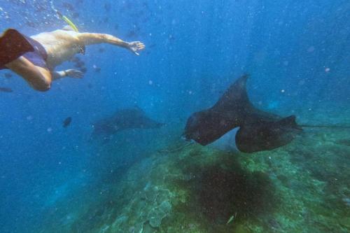 Dari Bali: Trip Snorkeling ke Nusa Penida - 4