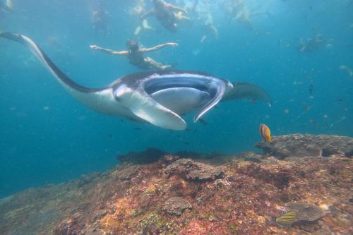 Nusa Penida Snorkeling & Temeling Forest Day Tour - 10