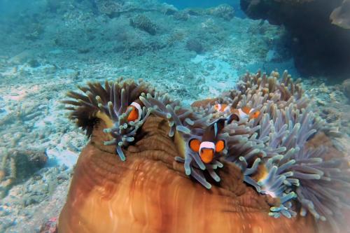 Jigging & Trolling Fishing Trip - East Bali - 6