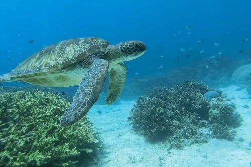 Day Tour at Komodo National Park by Speedboat - 4