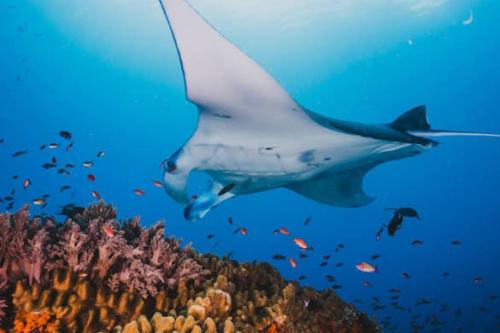 Day Tour at Komodo National Park by Speedboat - 3