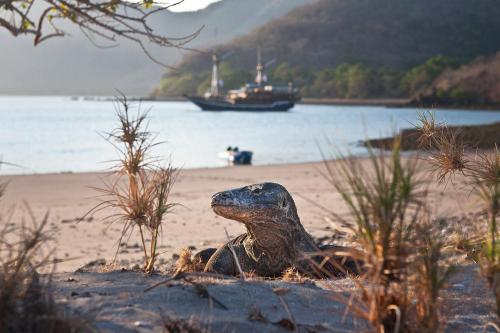 Open Trip Komodo National Park - 9