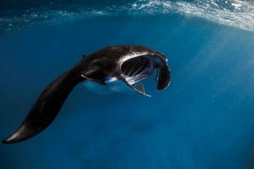 Sea Zaidan 01 Boat Charter - Komodo Islands - 9