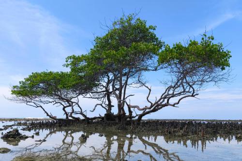 Gili Trawangan All Inclusive Tour 2D1N or 3D2N - 4