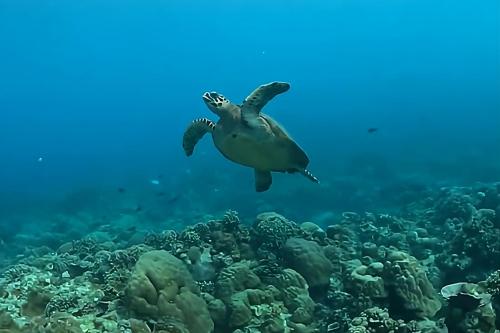 Gili Trawangan All Inclusive Tour 2D1N or 3D2N - 7
