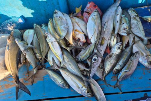 Gili Island Half-Day Fishing Adventure - 2