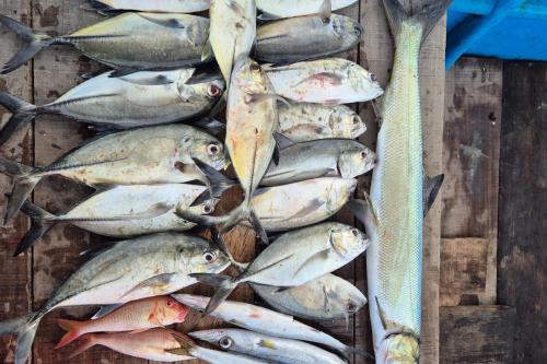 Gili Island Half-Day Fishing Adventure - 3