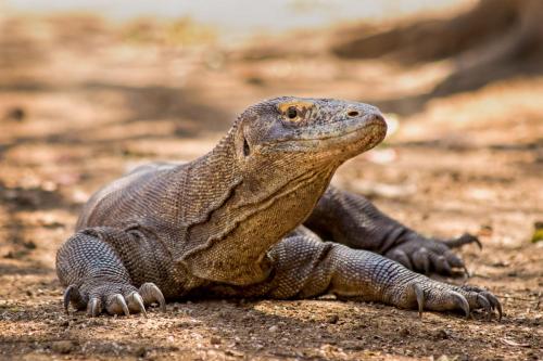 Amankilla Boat Charter - Komodo Islands - 3