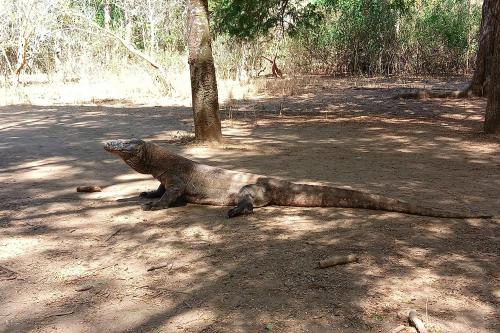 Amankilla Boat Charter - Komodo Islands - 4